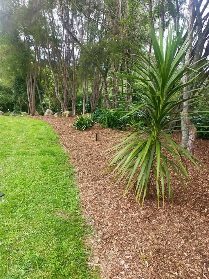 Bark-mulched garden bed planted with a cabbage tree, edged against new lawn
