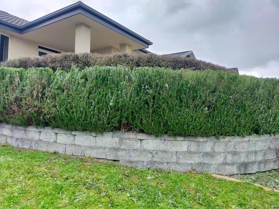 Concrete block retaining wall below a trimmed hedge in front of a house